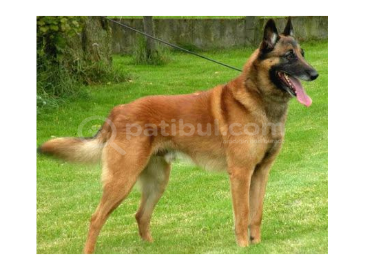 Elite Kan Hattı Safkan Belçika Malinois Yavrular görsel