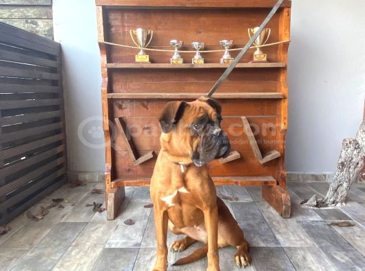 Irk Garantili Boxer Yavrular görsel