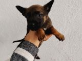 Elite Kan Hattı Safkan Belçika Malinois Yavrular