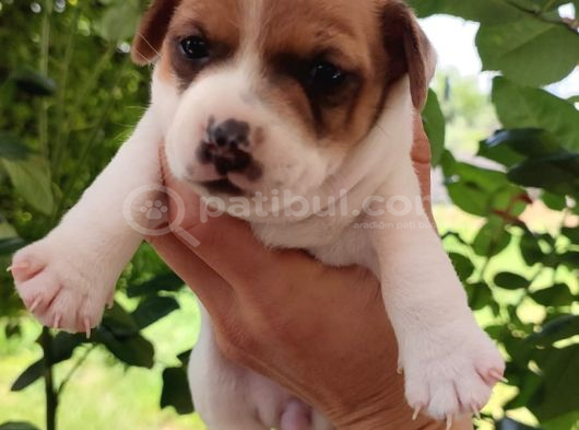 Jack Russell terier yavruları