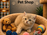 Harika Güzellikte British Shorthair Yavrularımız