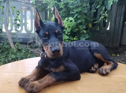 Şampiyon soydan doberman yavrular