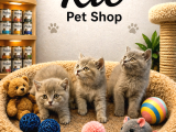 Harika Güzellikte British Shorthair Yavrularımız