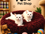 Beyaz British Shorthair Yavrularımız
