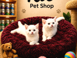 Beyaz British Shorthair Yavrularımız