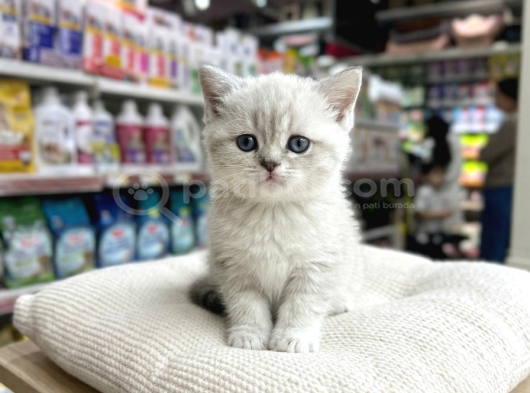 VONALP PET GARANTISIYLE EFSANE GÜZELLİKTE BRİTİSH SHORTHAİR