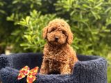 Toy Poodle Babyface Ultra Mini Yavrularımız