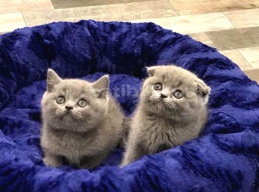 BRITISH SHORTHAİR  SCOTTISH FOLD YAVRULARIM