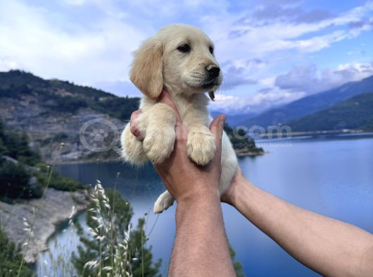 Baby Face Golden Retriever Bebekler görsel