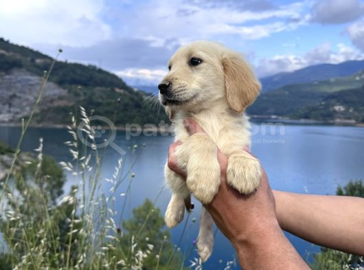 Baby Face Golden Retriever Bebekler görsel