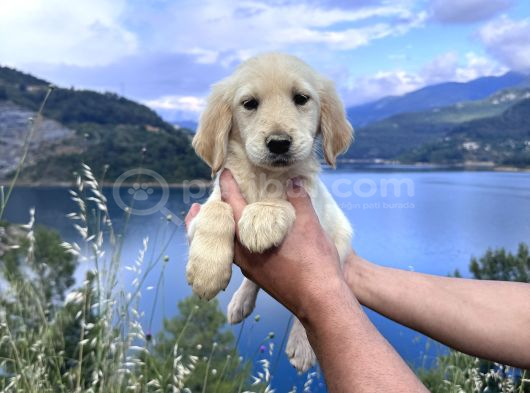 Baby Face Golden Retriever Bebekler görsel