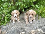 0 Numara Maltipoo Bebekler Sizleri Bekliyor