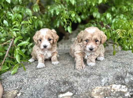 0 Numara Maltipoo Bebekler Sizleri Bekliyor görsel