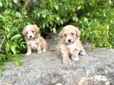 0 Numara Maltipoo Bebekler Sizleri Bekliyor