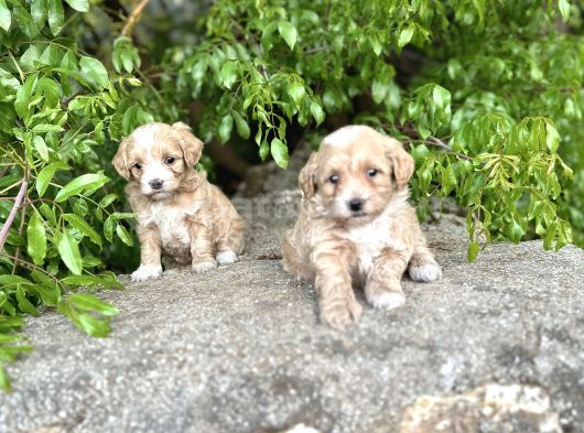 0 Numara Maltipoo Bebekler Sizleri Bekliyor görsel
