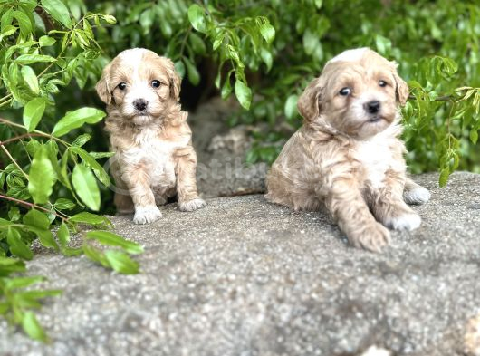 0 Numara MALTIPOO Bebekler Sizleri Bekliyor