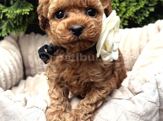 KIVIR KIVIR TOY POODLE YAVRULARI