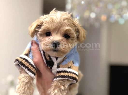 KORE SURATLI MALTİPOO BEBEĞİMİZ