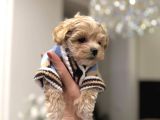 Kore Suratli Malti̇poo Bebeği̇mi̇z