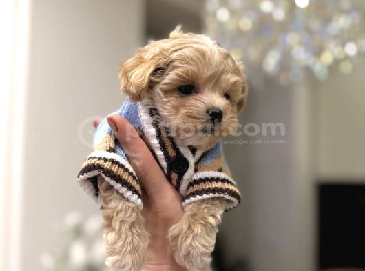 Kore Suratli Malti̇poo Bebeği̇mi̇z görsel