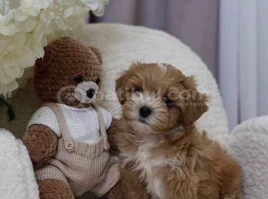 ÇİFT RENK MALTİPOO BEBEKLER