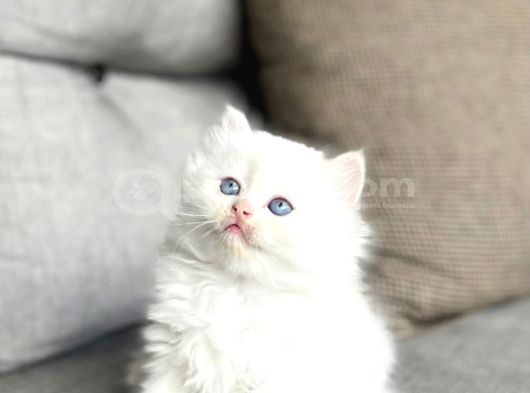 MASMAVİ GÖZLERE SAHİP BRITISH LONGHAIR YAVRULARIM