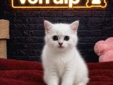 Vonalp Pet Garantisiyle Efsane Güzelli̇kte Bri̇ti̇sh Shorthai̇r