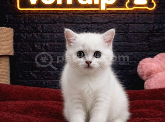 VONALP PET GARANTISIYLE EFSANE GÜZELLİKTE BRİTİSH SHORTHAİR