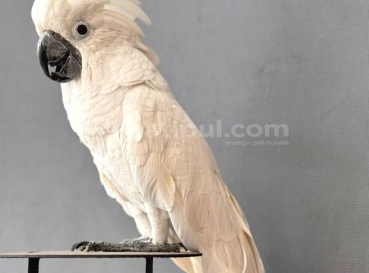 Evcil Cacadu Papağanlarimiz Sağlikli Gönderim Sağliyoruz görsel