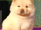 POFUDUK CHOW CHOW YAVRULARI