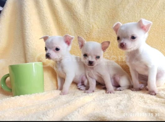 Teacup Chihuha yavrular