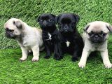 Pug mobs bebekler