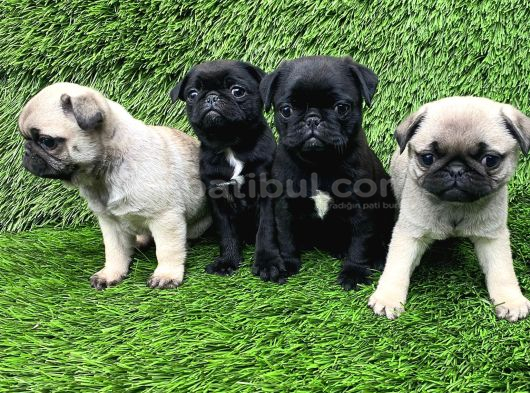 Pug mobs bebekler