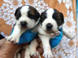 Dev saint bernard