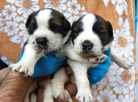 Dev saint bernard
