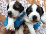 Dev Saint Bernard
