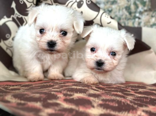 Maltese terier bebekler