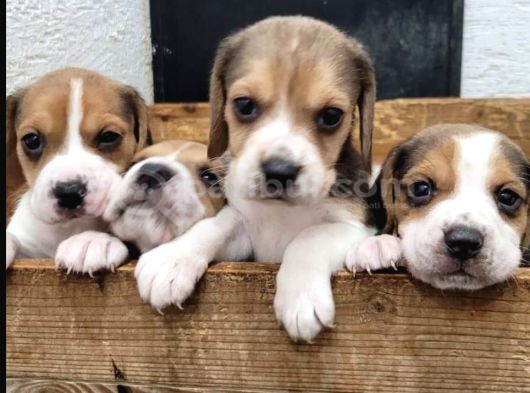 Elizabeth beagle