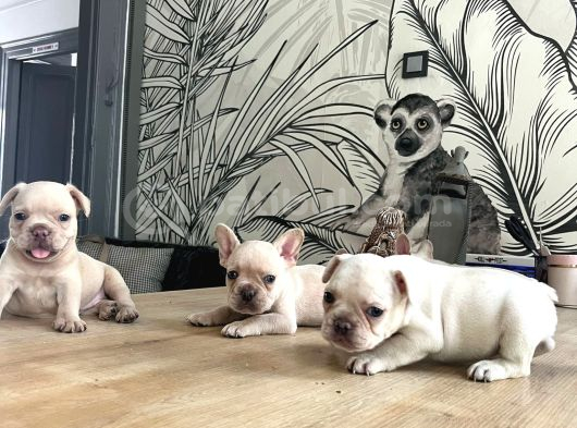 Egzotik French buldog bebekler