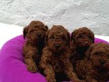 KALİTE VE SAĞLIĞIN ÖN PLANDA OLDUĞU TOY POODLE BEBEKLER