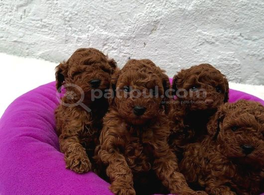 KALİTE VE SAĞLIĞIN ÖN PLANDA OLDUĞU TOY POODLE BEBEKLER