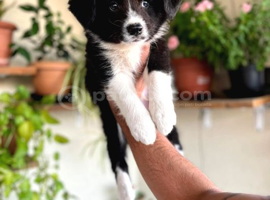 Border Colie yavrular