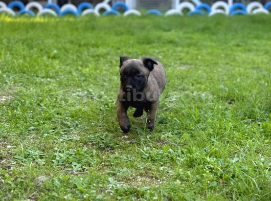 Hırs Küpü Belçika Malinois görsel