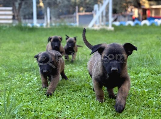 Hırs küpü Belçika malinois