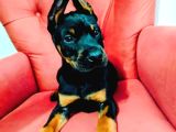 Kızıl Ve Siyah Doberman Yavruları