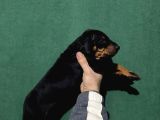 King Doberman Yavrular