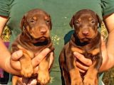 King Doberman Yavrular