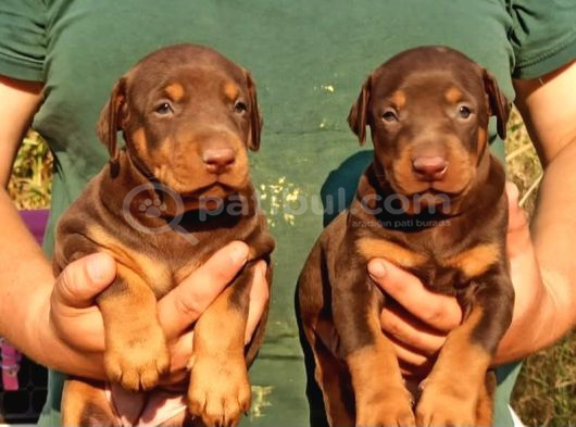 King Doberman Yavrular görsel