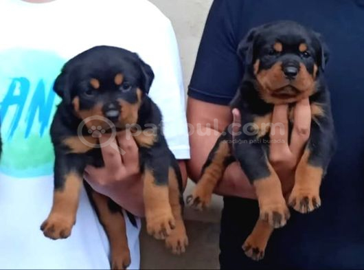 Macar Rotweiler