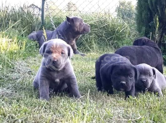 Cane corso İtaliano yavrular